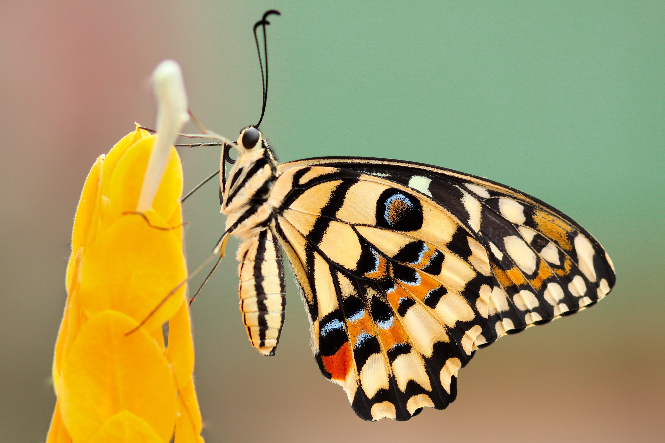 Cool Australia – Sustainable Living